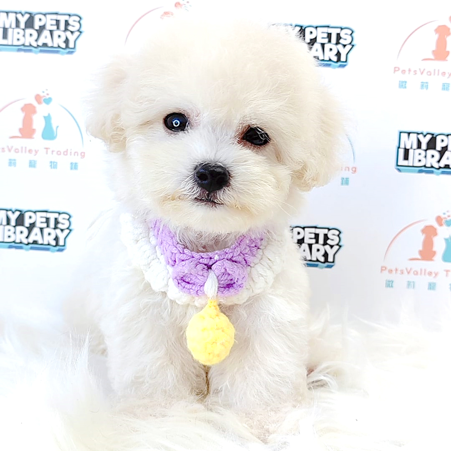 Maltipoo Puppy (Male) For Sale