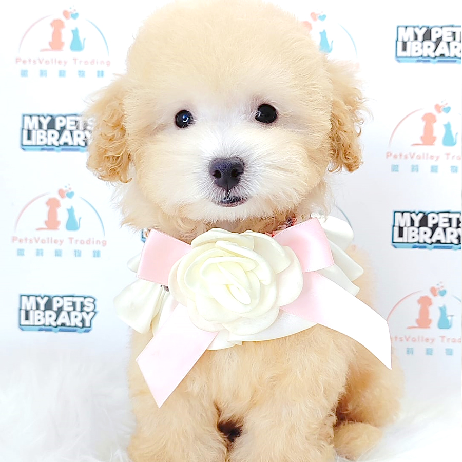 Toy Poodle Puppy (Male) For Sale