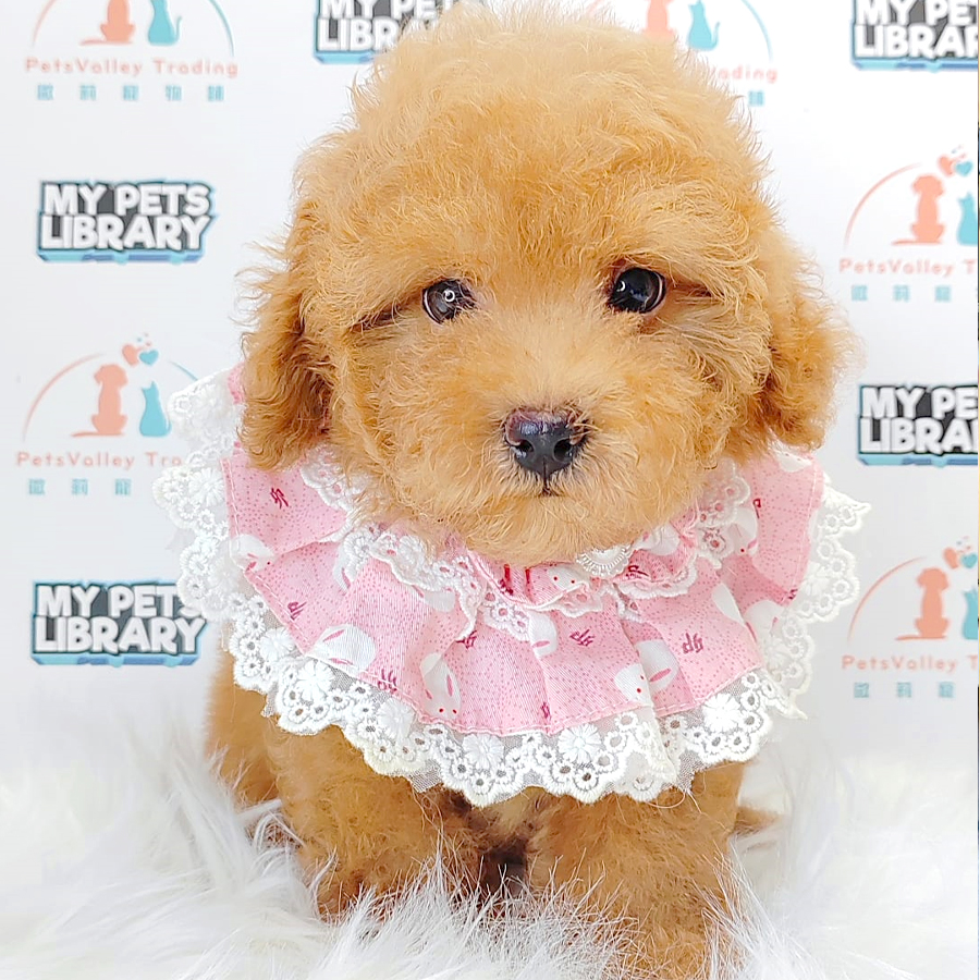 Toy Poodle Puppy (Male) For Sale