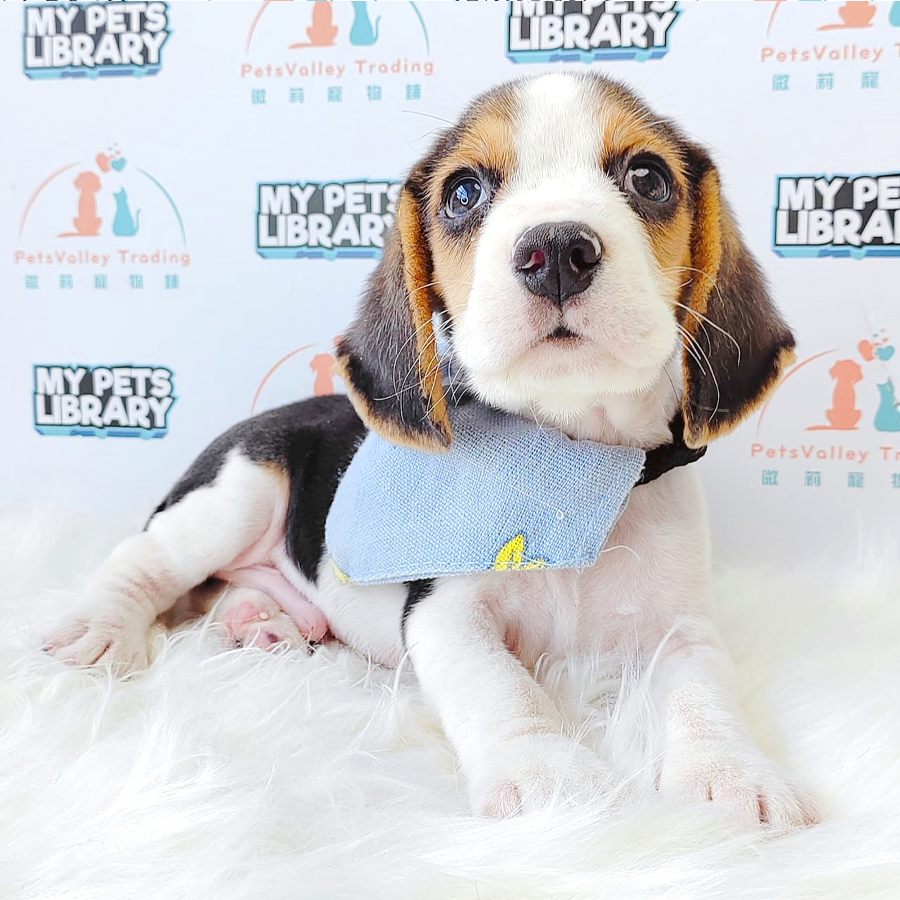 Beagle Puppy (Male) For Sale