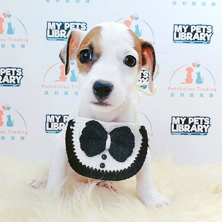 Jack Russell Puppy (Male) For Sale