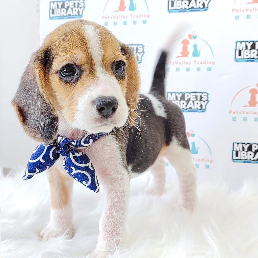 Beagle Puppy (Female) For Sale