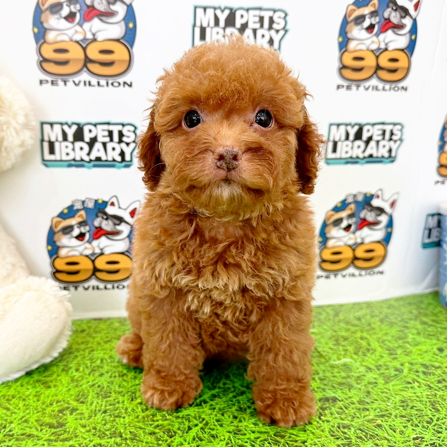Toy Poodle Puppy (Female) For Sale
