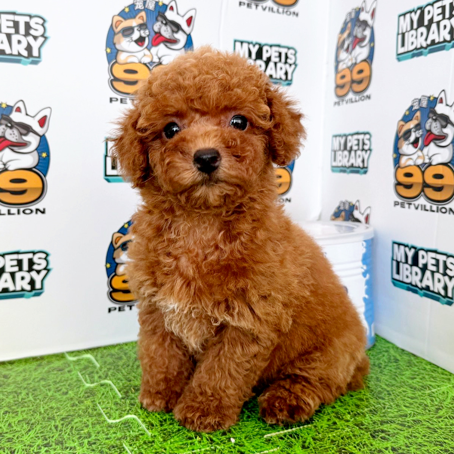 Toy Poodle Puppy (Female) For Sale