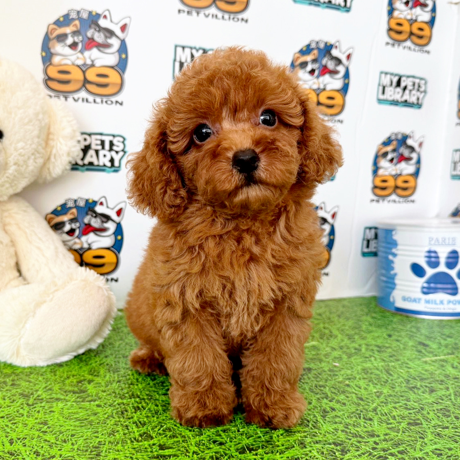 Toy Poodle Puppy (Male) For Sale