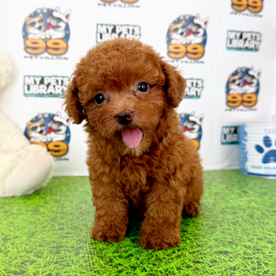 Toy Poodle Puppy (Male) For Sale