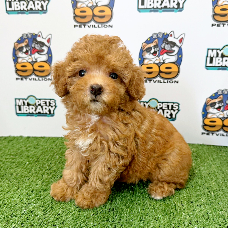 Toy Poodle Puppy (Female) For Sale