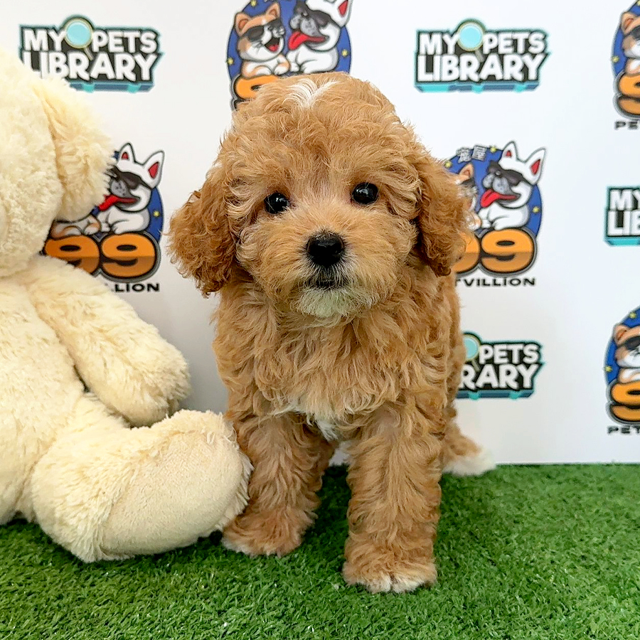 Toy Poodle Puppy (Female) For Sale