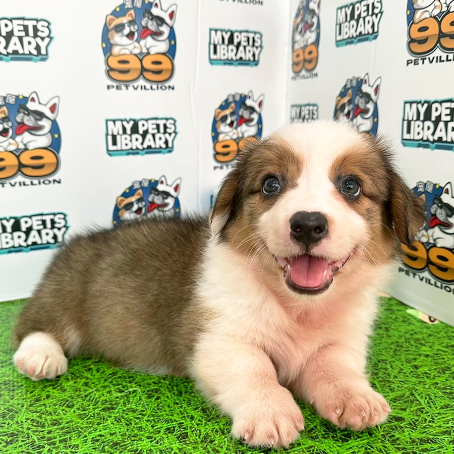 Welsh Corgi Puppy (Female) For Sale