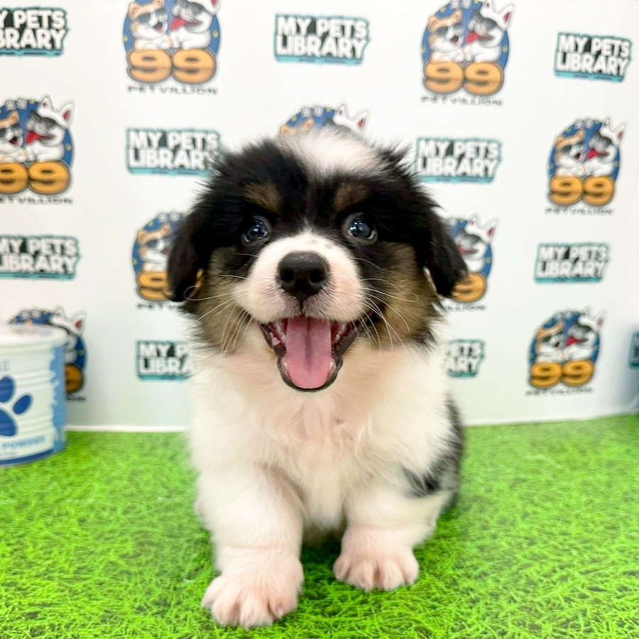 Welsh Corgi Puppy (Female) For Sale