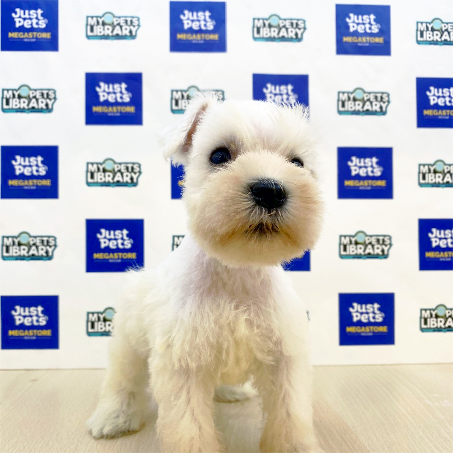 Schnauzer Puppy (Male) For Sale