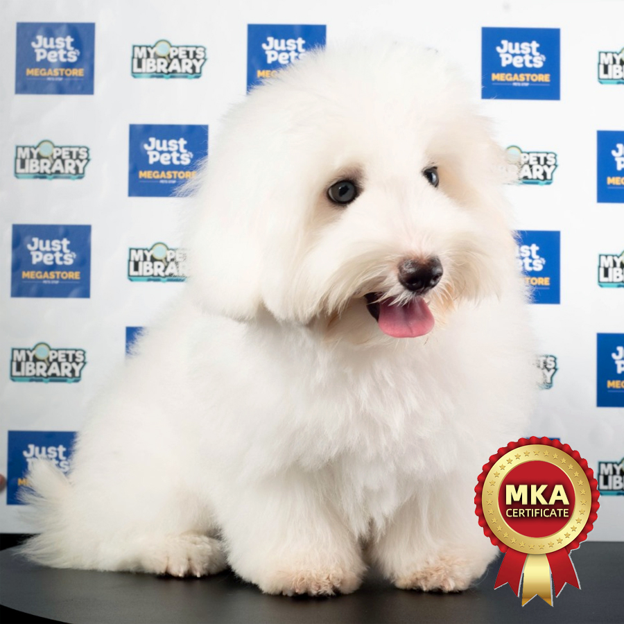 MKA Coton de Tulear Puppy (Female) For Sale