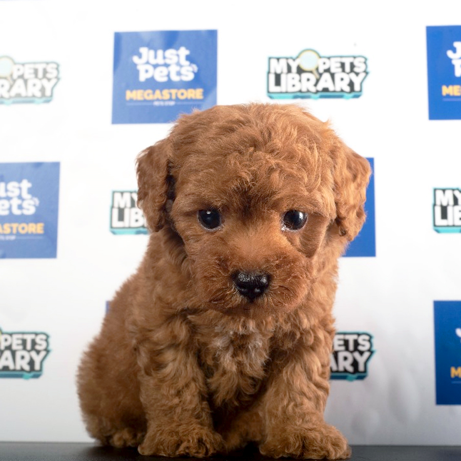 Toy Poodle Puppy (Male) For Sale