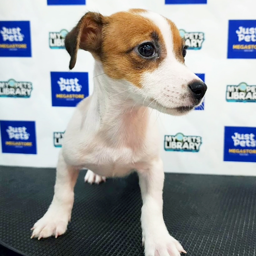 Jack Russell Puppy (Female) For Sale