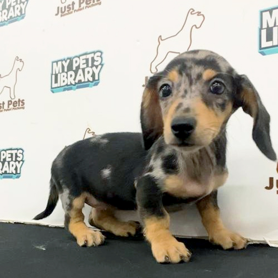 Dachshund Puppy (Female) For Sale