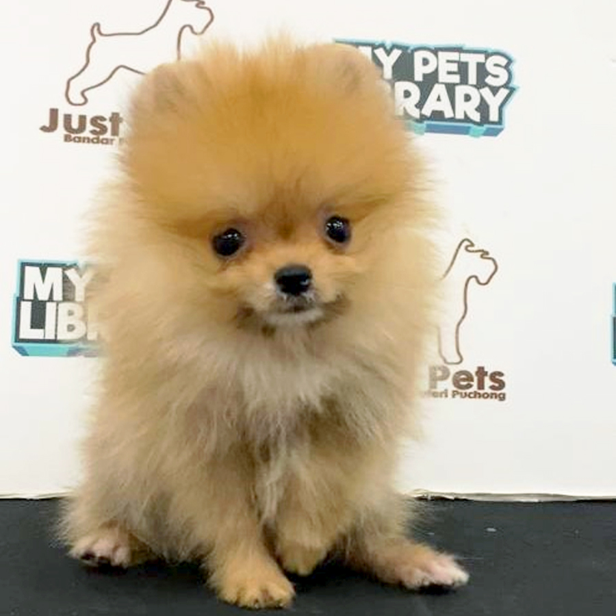Pomeranian Puppy (Female) For Sale