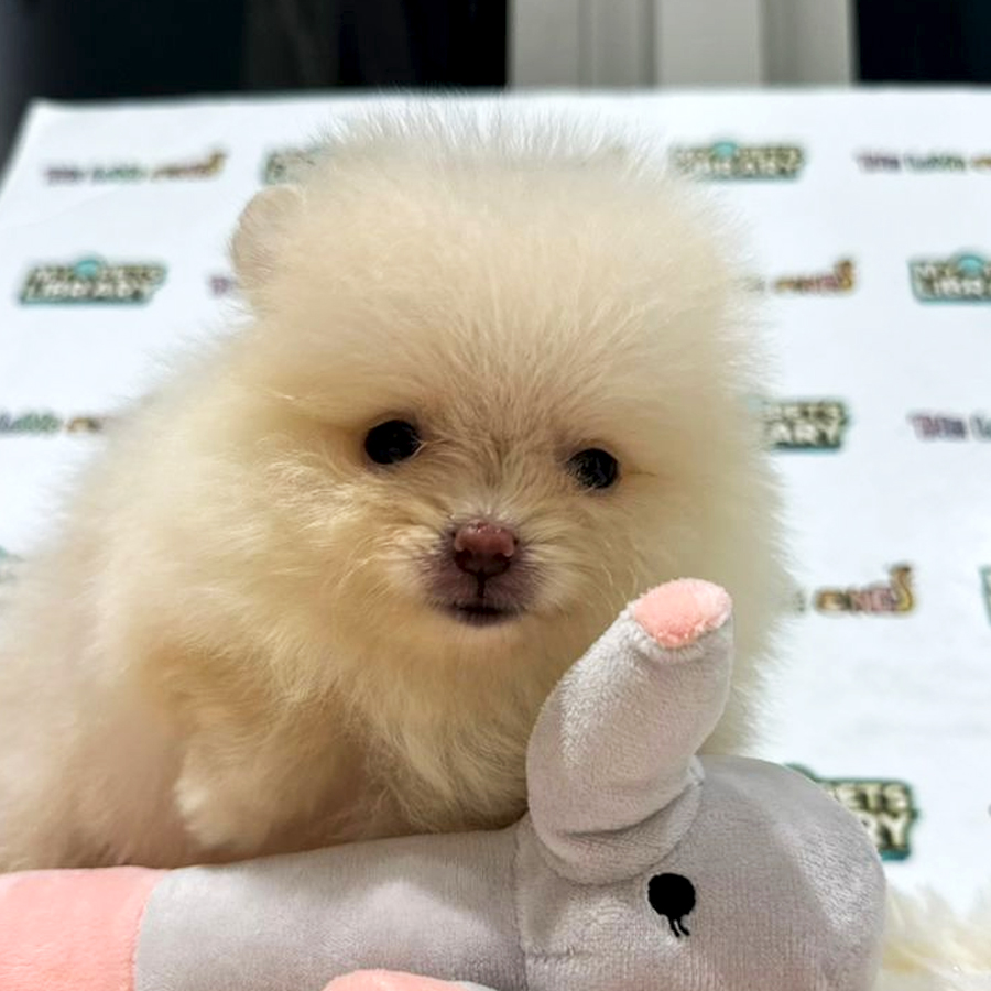 Tiny Teacup Pomeranian Puppy (Female) For Sale