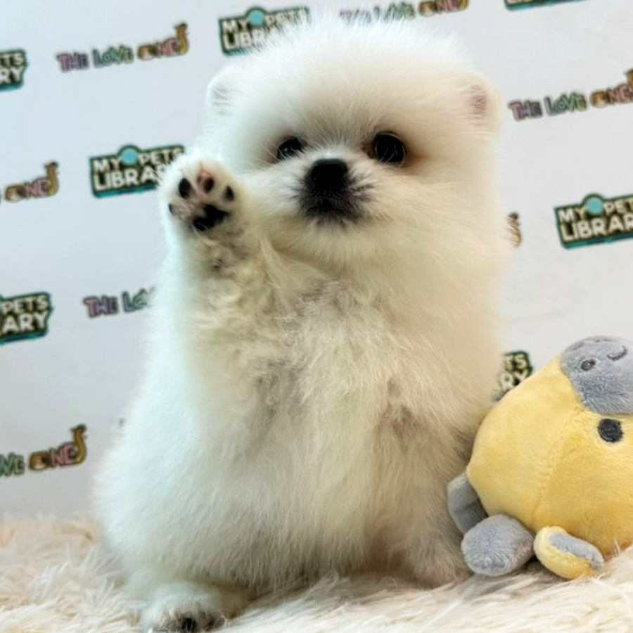 Pomeranian Puppy (Male) For Sale