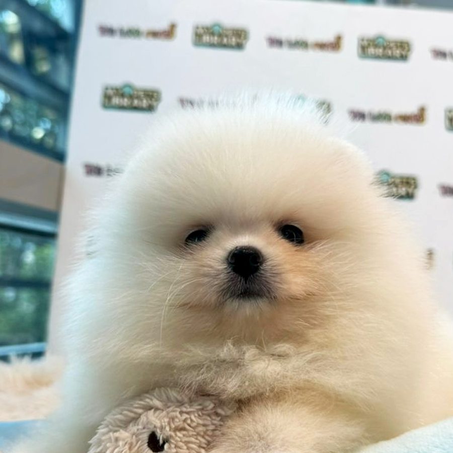 Pomeranian Puppy (Male) For Sale