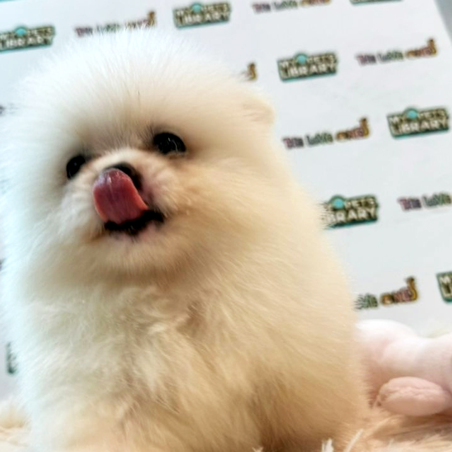 Pomeranian Puppy (Female) For Sale
