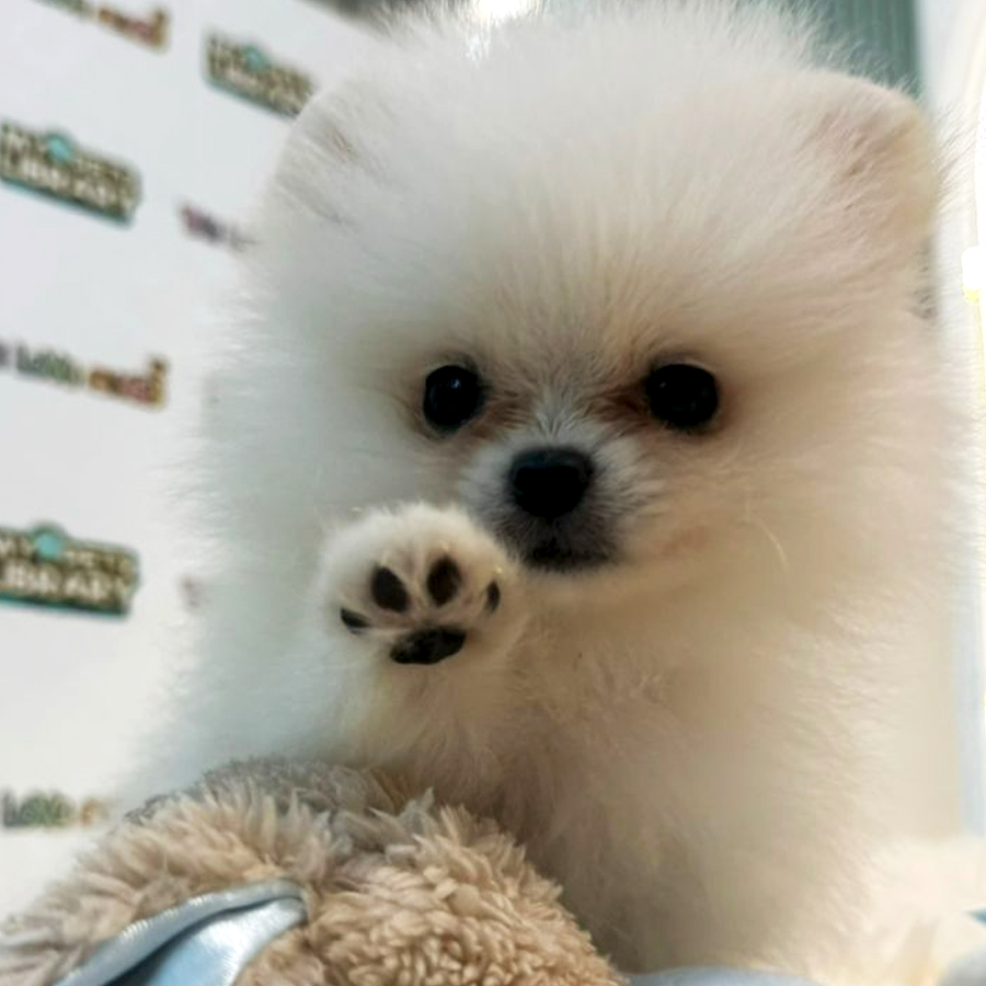 Tiny Teacup Pomeranian Puppy (Male) For Sale
