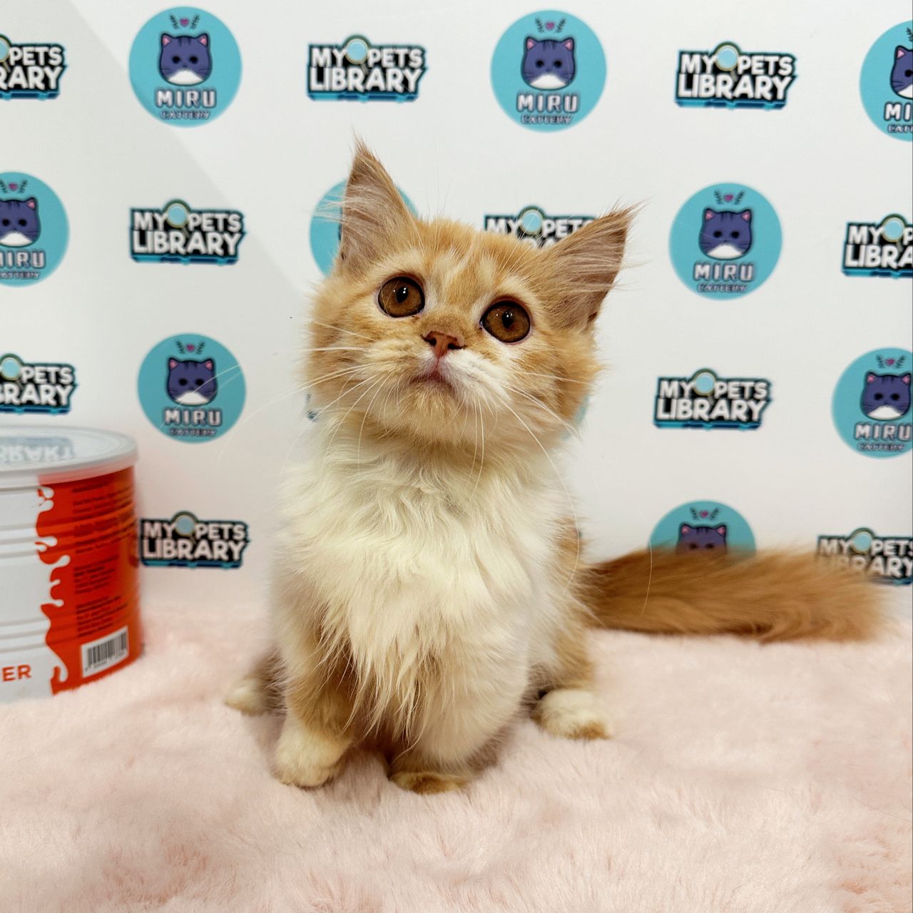 Super Short Munchkin Longhair Kitten (Female) For Sale