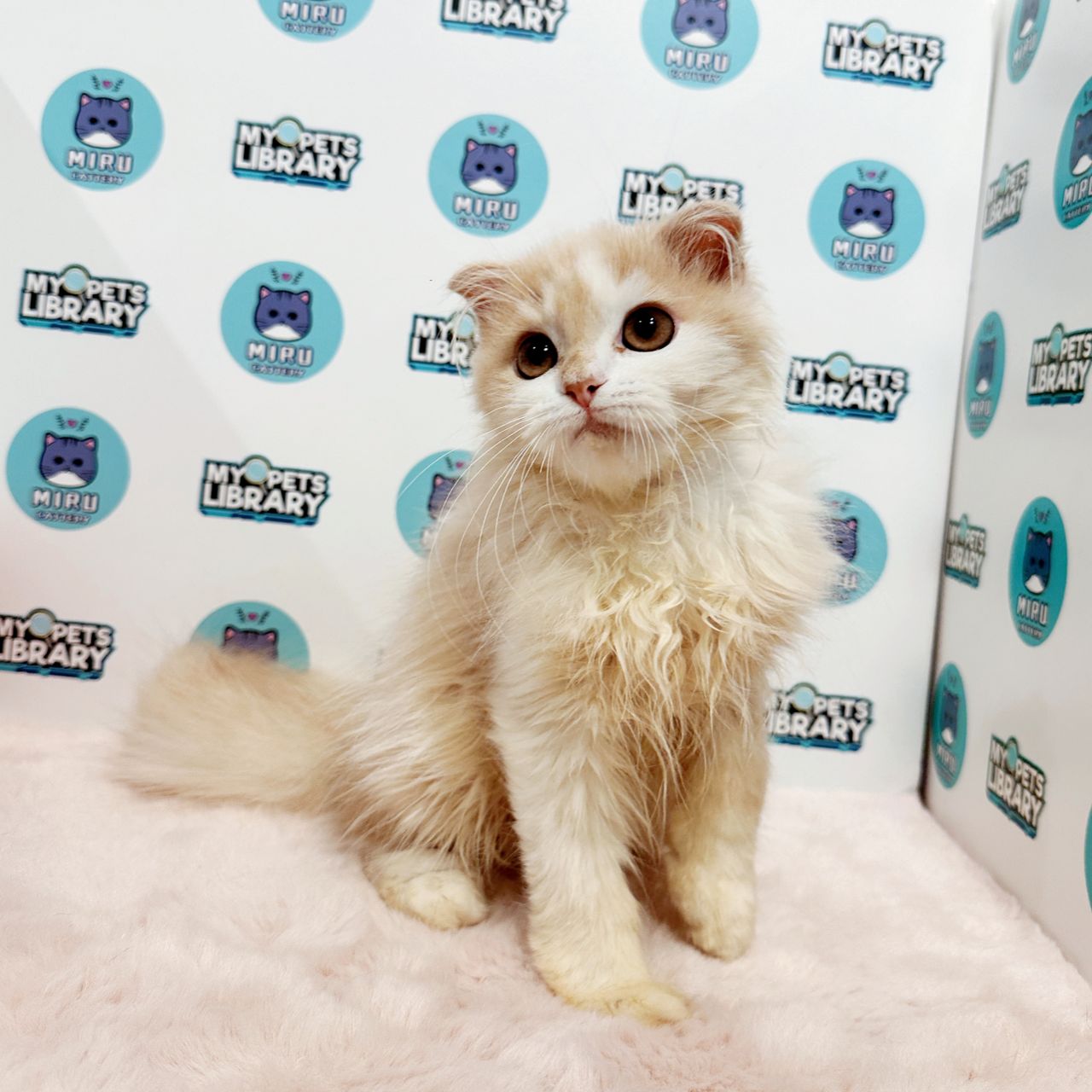 Scottishfold Kitten (Male) For Sale