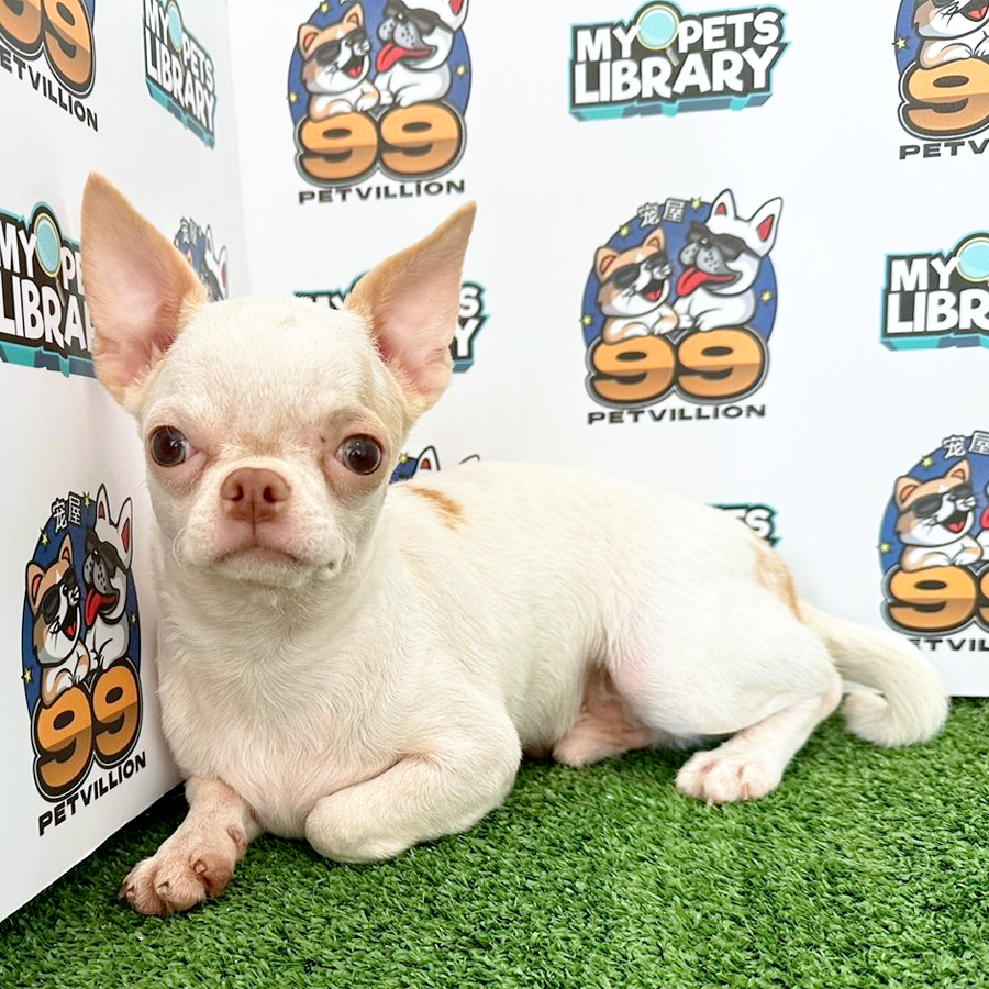 Chihuahua Puppy (Male) For Sale