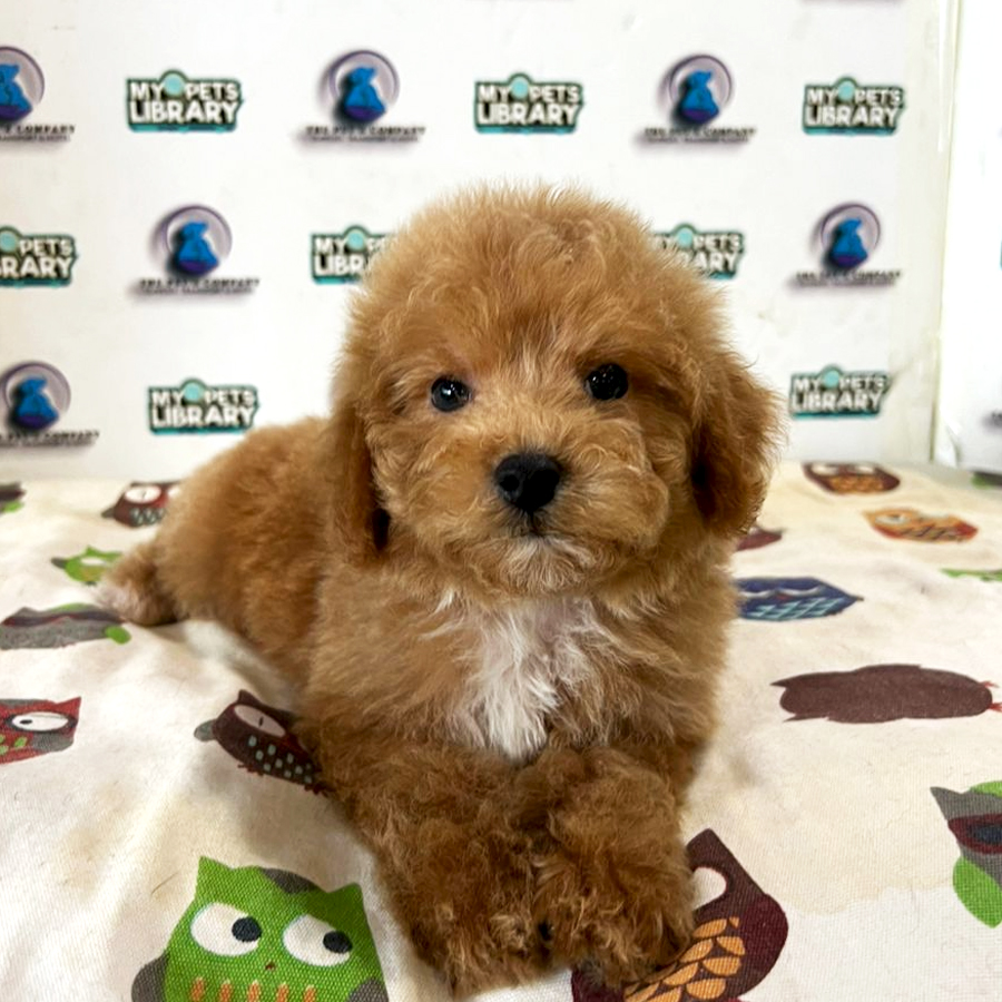 Poodle Puppy (Male) For Sale