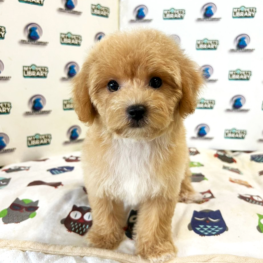 Poodle Puppy (Female) For Sale