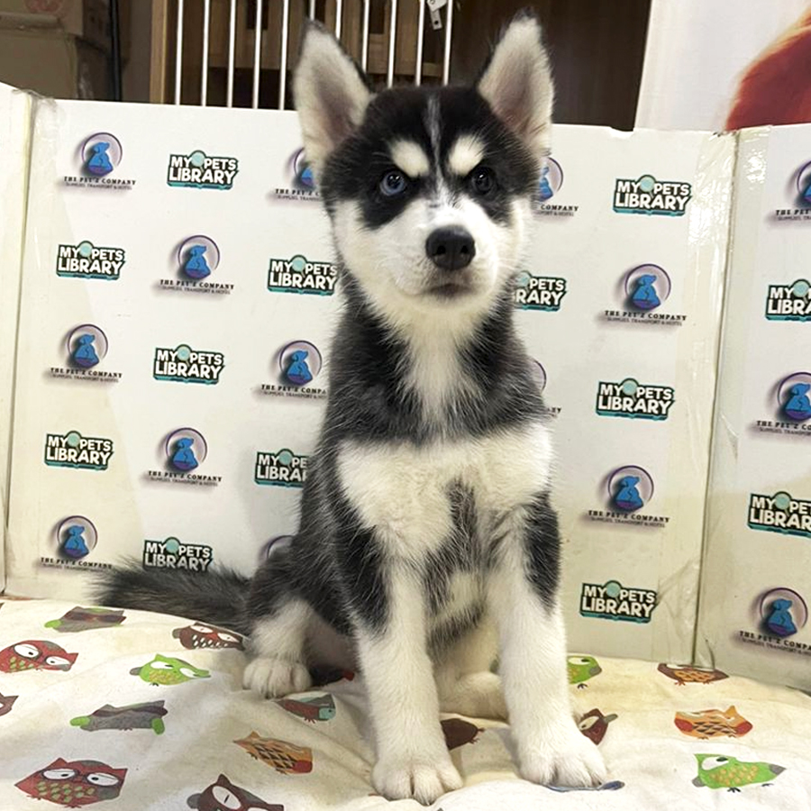 Siberian Husky Puppy (Female) For Sale