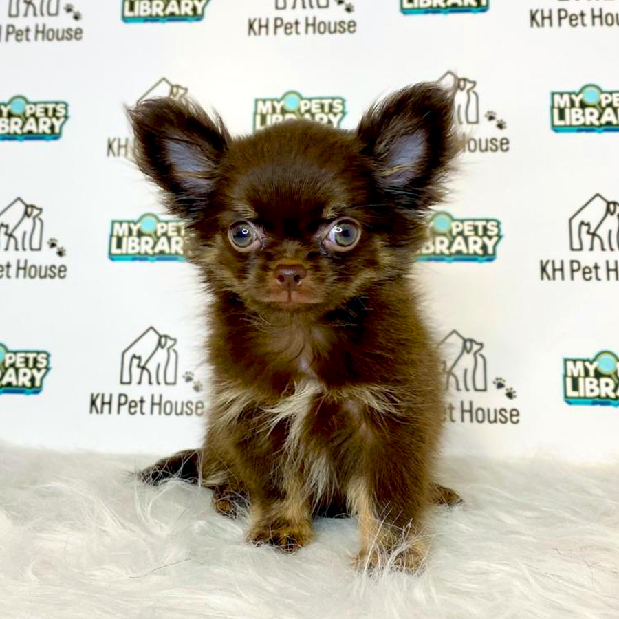 Long Coat Chihuahua Puppy (Female) For Sale