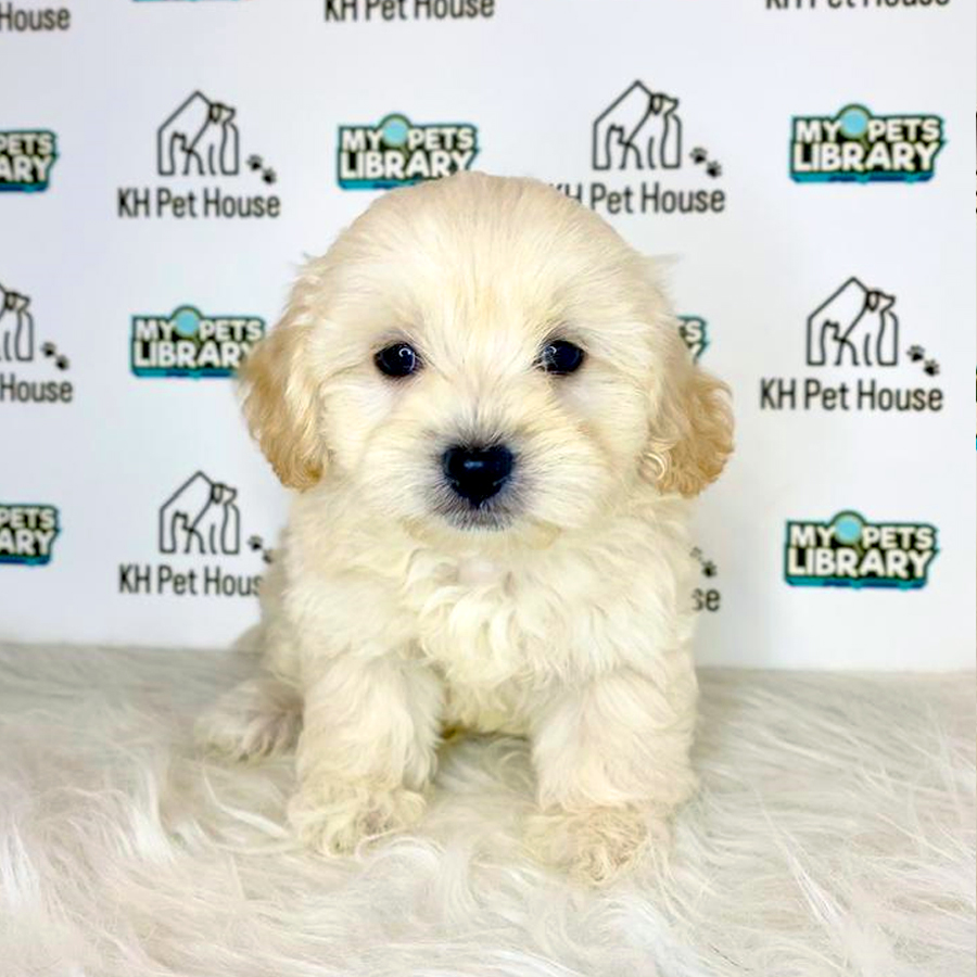 Maltipoo Puppy (Male) For Sale