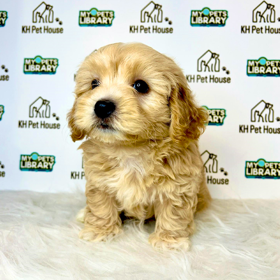 Maltipoo Puppy (Male) For Sale
