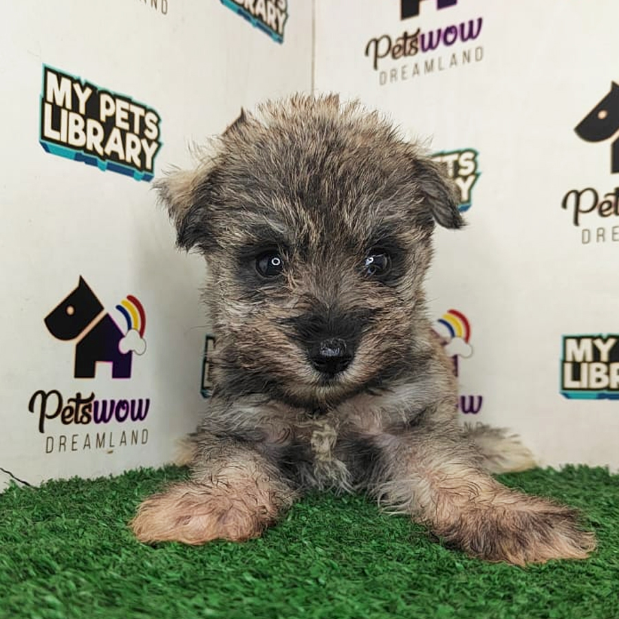 Miniature Schnauzer Puppy (Female) For Sale