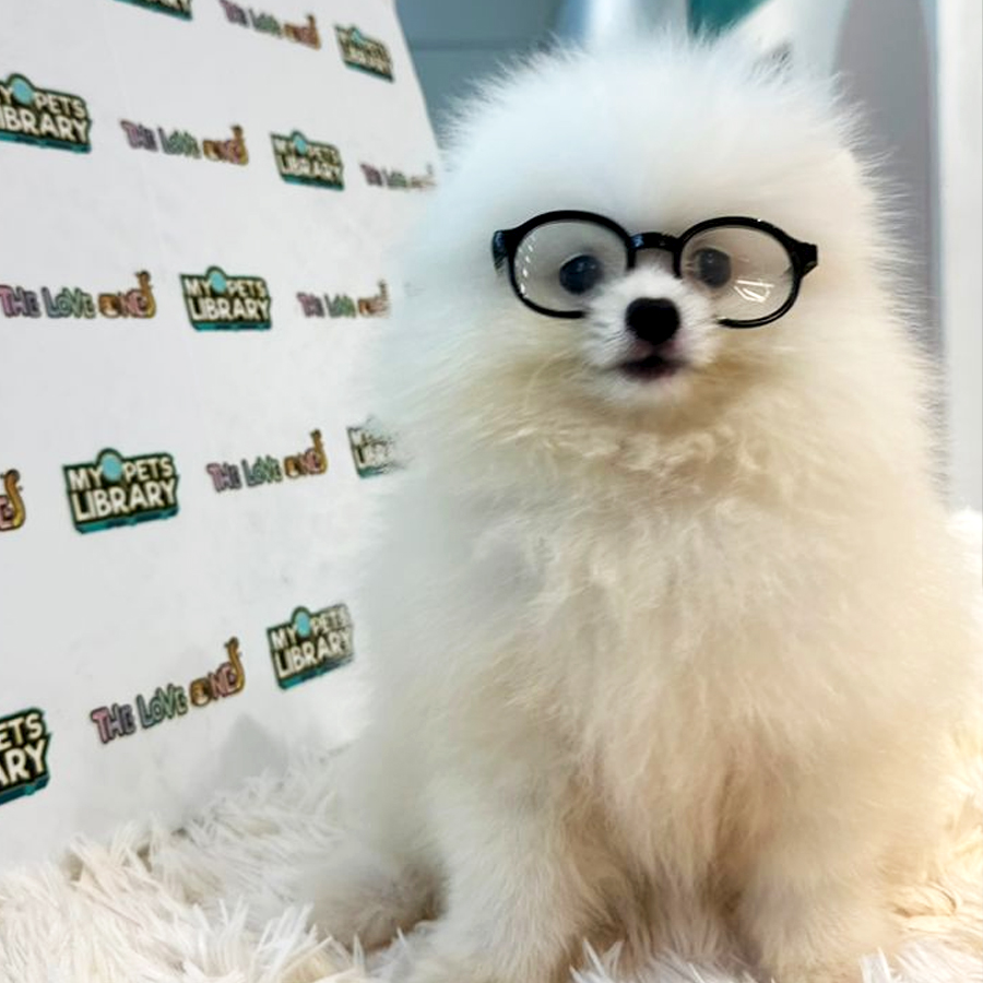 Pomeranian Puppy (Male) For Sale