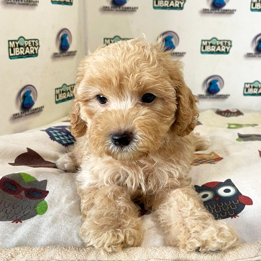 Poodle Puppy (Male) For Sale