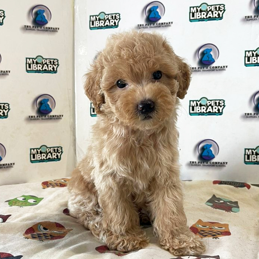 Poodle Puppy (Male) For Sale