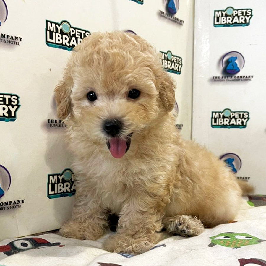Poodle with Tail Puppy (Male) For Sale