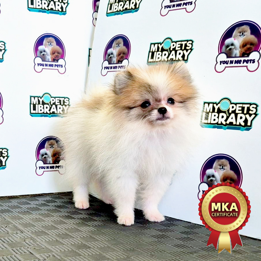 MKA Tiny Pomeranian Puppy (Male) For Sale