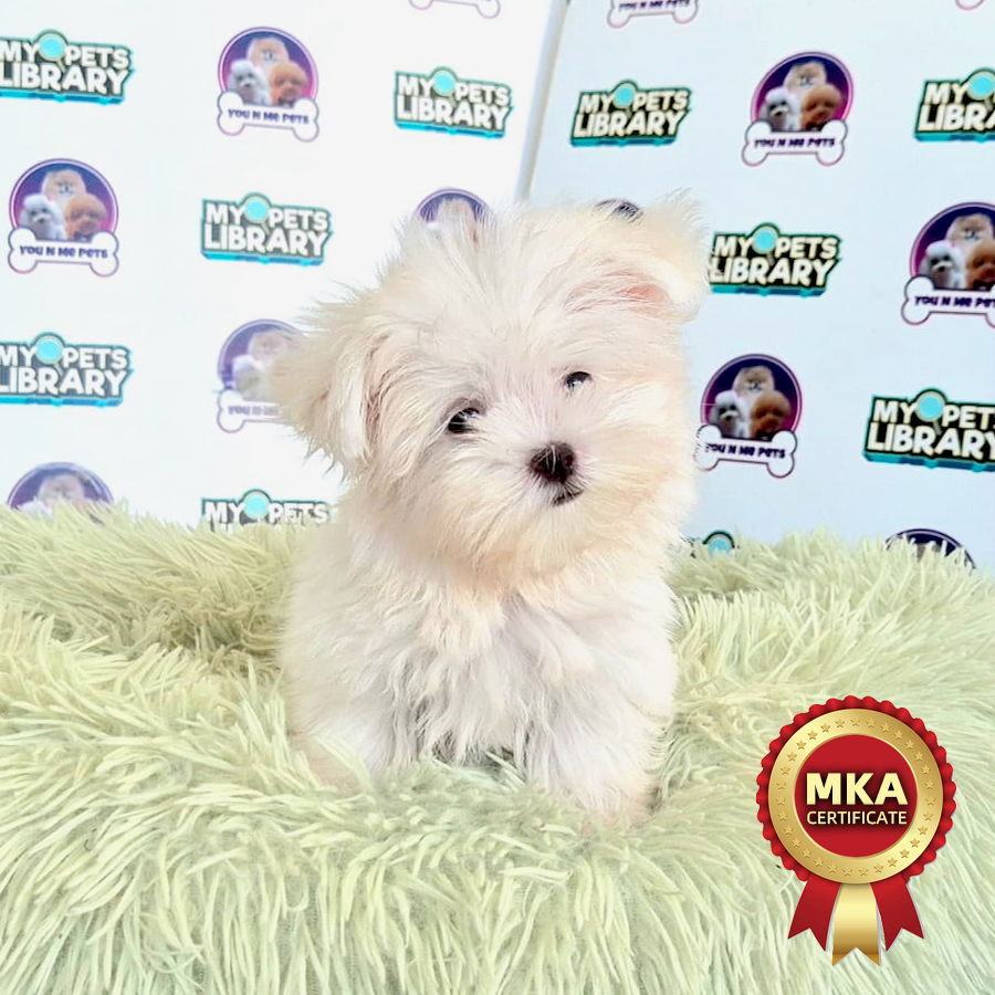 MKA Super Tiny Maltese Puppy (Male) For Sale