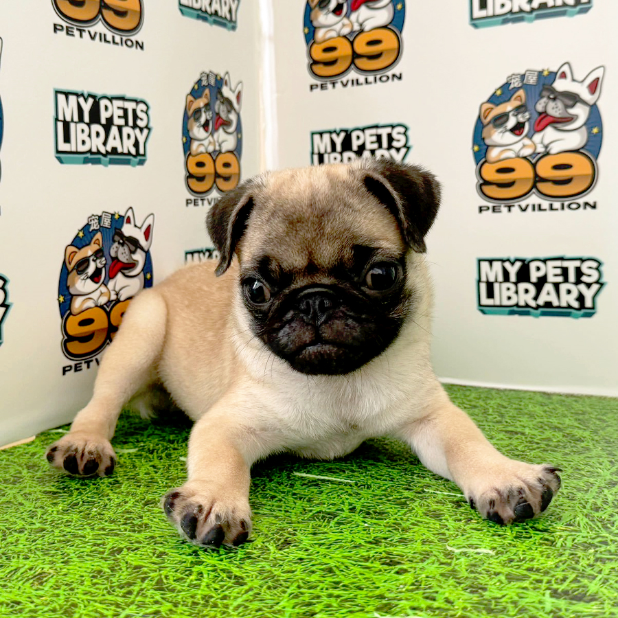 Pug Puppy (Female) For Sale