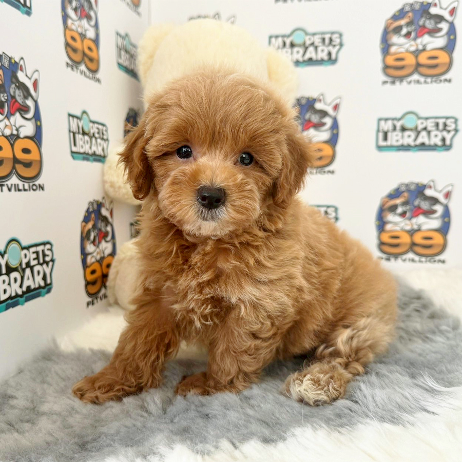 Maltipoo Puppy (Female) For Sale