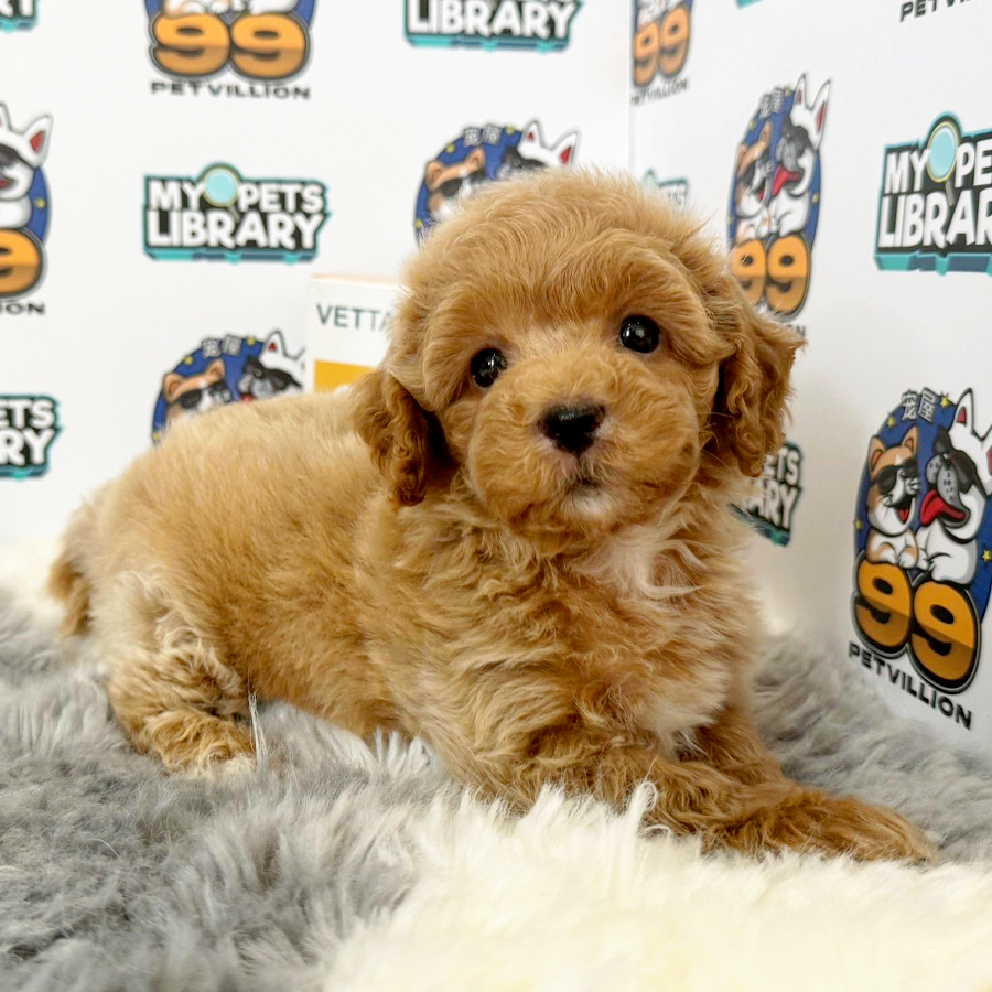 Maltipoo Puppy (Female) For Sale