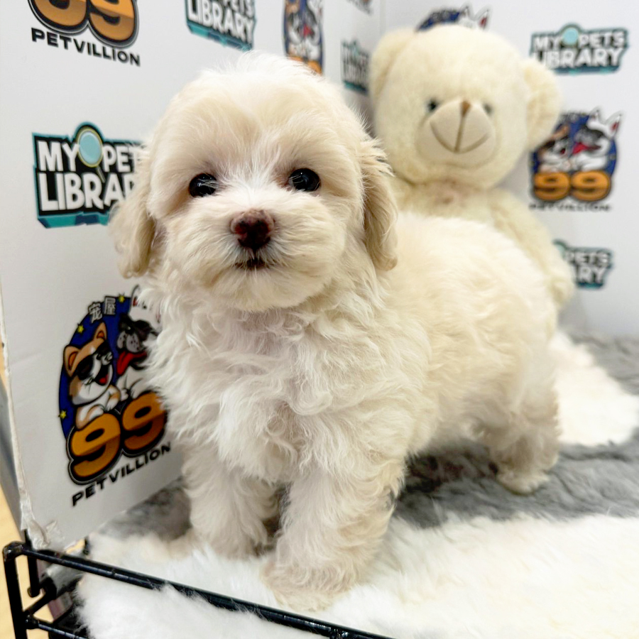 Maltipoo Puppy (Female) For Sale