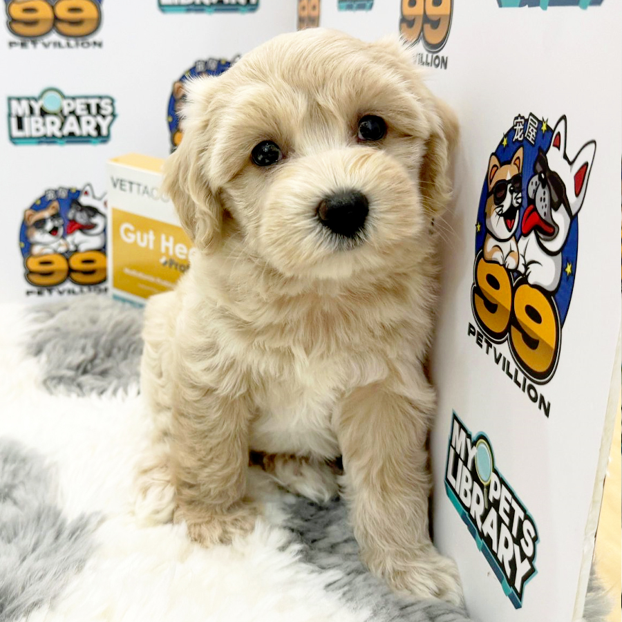 Maltipoo Puppy (Male) For Sale
