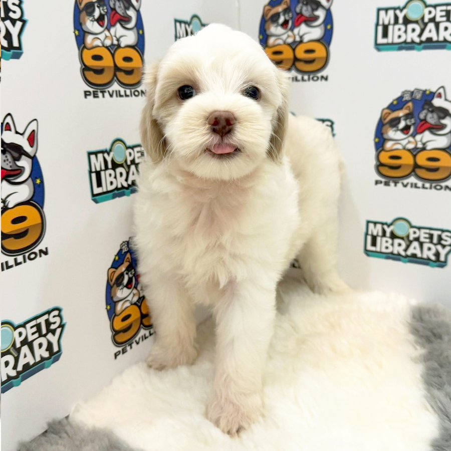 Maltipoo Puppy (Male) For Sale