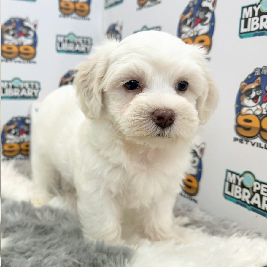 Maltipoo Puppy (Male) For Sale
