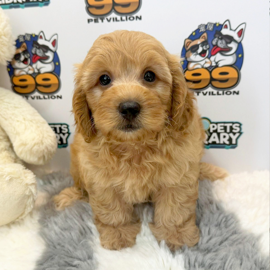 Maltipoo Puppy (Male) For Sale