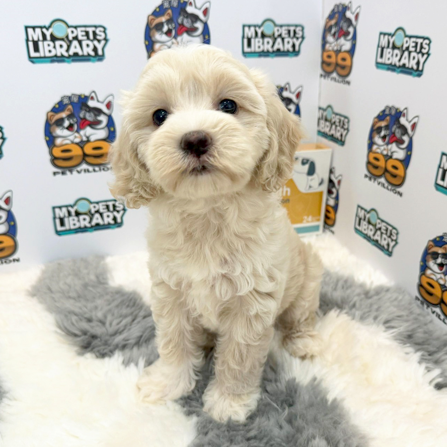 Maltipoo Puppy (Female) For Sale